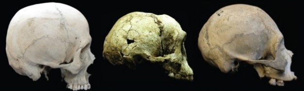 Homo floresienis - Teskio - Skull